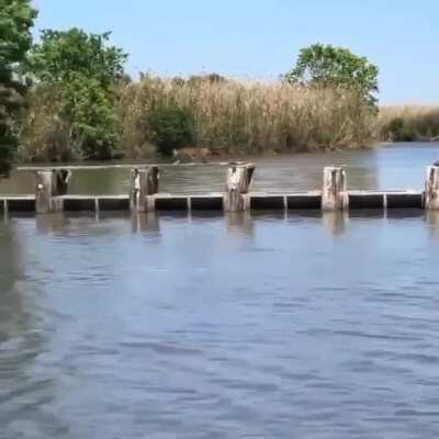 Did a good job following the lynx.