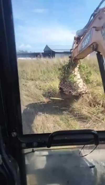 Man removes a hornet nest with a digger...panic and stinging follows.