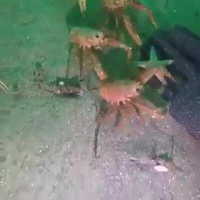 Kids when they see a kid with gum