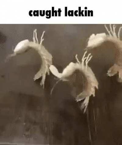 they do be kinda lackin tho 😳