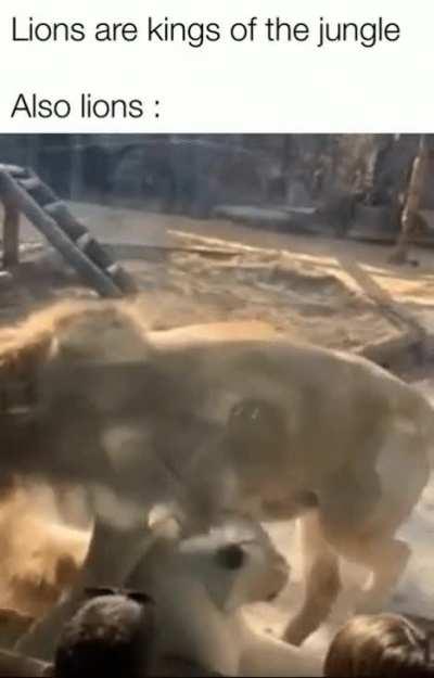 They are just like us