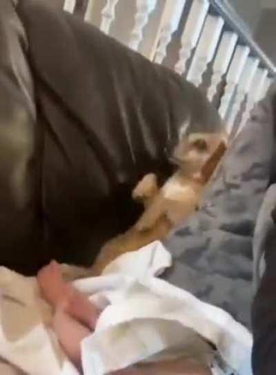 The dog's sense of smell is somewhere between 10,000 to 100,000 times more acute than ours ...