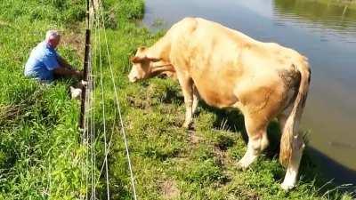 Dave saves calf from electric fence