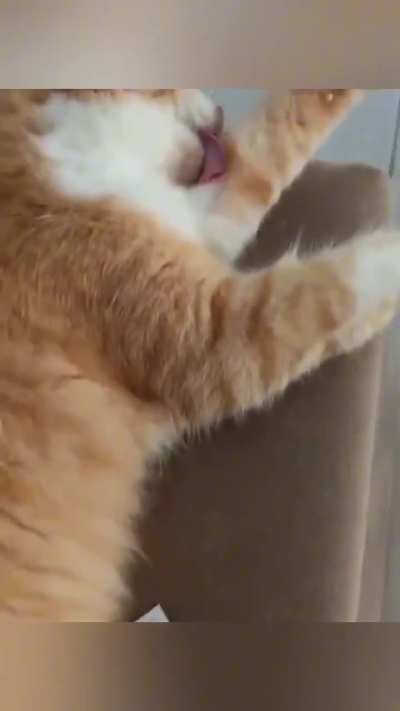 Cats can be so sleepy sometimes😂