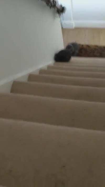 Diego lost 5 Brain cells today. Total = -5 brain cells left. 10/10 for perseverance.