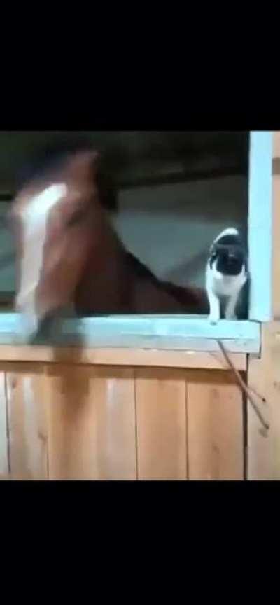 annoying a horse