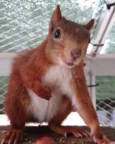If you’ve never heard a squirrel speak you have now. You’re welcome.