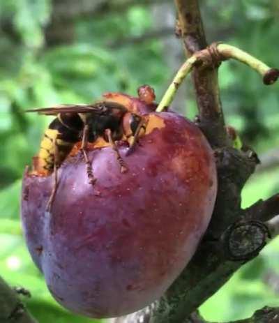 Giant European Hornet eating a plum