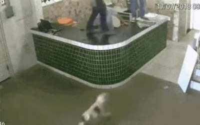 A ferocious creature enters the room