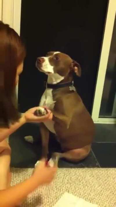 Королева драмы