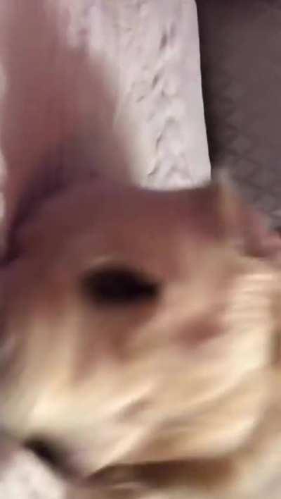 Smeagol doesn't like his paws touched while he's trying to sleep! 😂