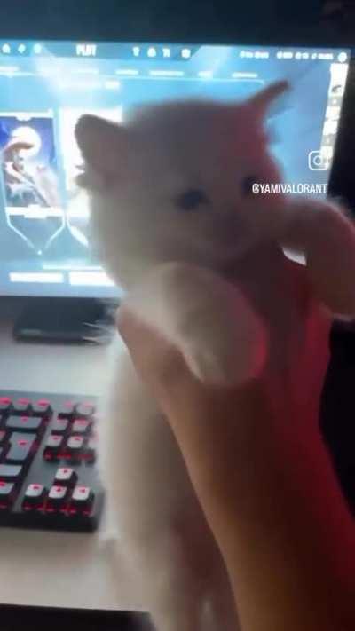 Gaming cat
