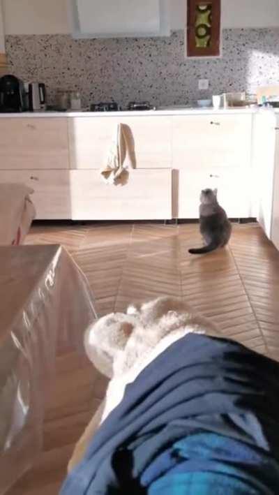 When a cat is introduced to sticky tape 