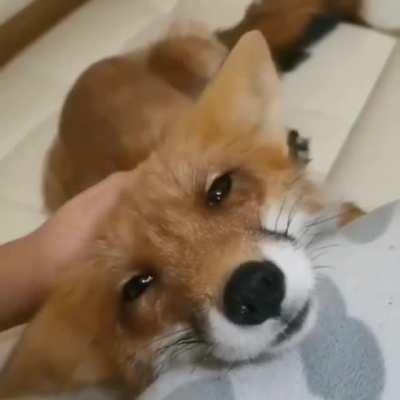 Gentle and affectionate fox cub