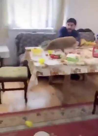 WCGW Having a big dinner with a pig in the house