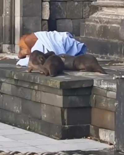 Otters not letting the orangutan sleep