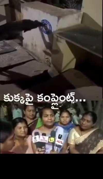 How to deal with political dogs?