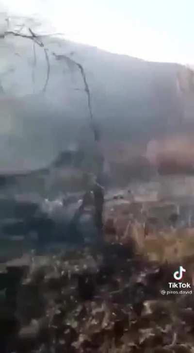 S-o fo luată foc pădurea (NSFW)