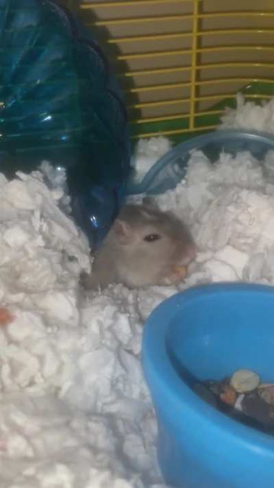 Crossing the rainvow bridge