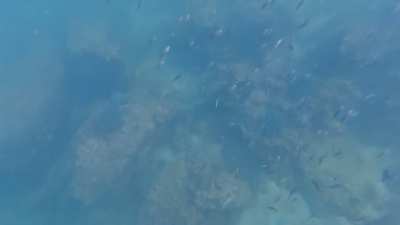 Weekend dive, PDO beach in Muscat, Oman, 10.10.25