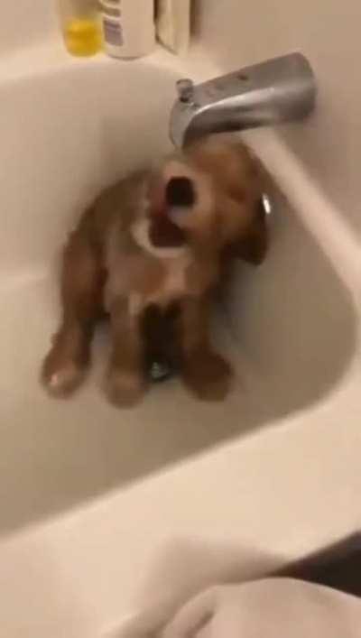 Upgraded to the self cleaning model.