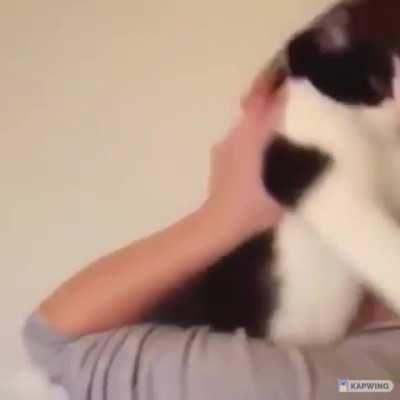 Animals need love too