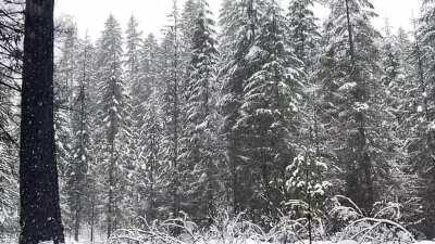 A quiet moment in the forest with the snow falling