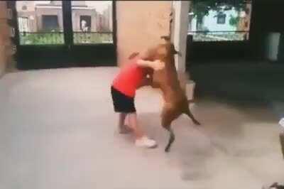 Perro se defiende de Venezolano para no ser comido (ojo copy)