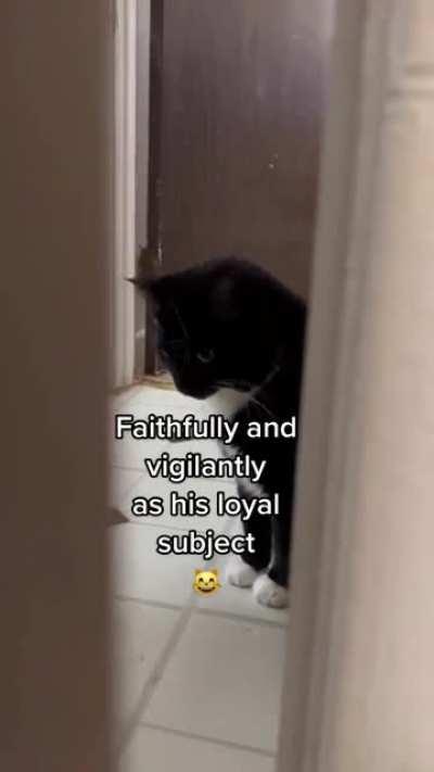 Dear Diary: the human is 💩 again