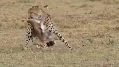 Stealth Kill: Cheetah taking a young gazelle......