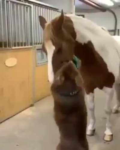 Let me get that spot for you, I see you rubbing on the fence, I know you can’t reach.