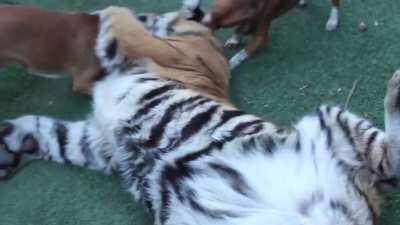 If you are a tiger and pretend to attack a puppy's master.