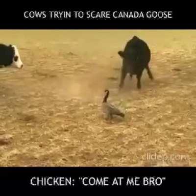 To scare a duck.
