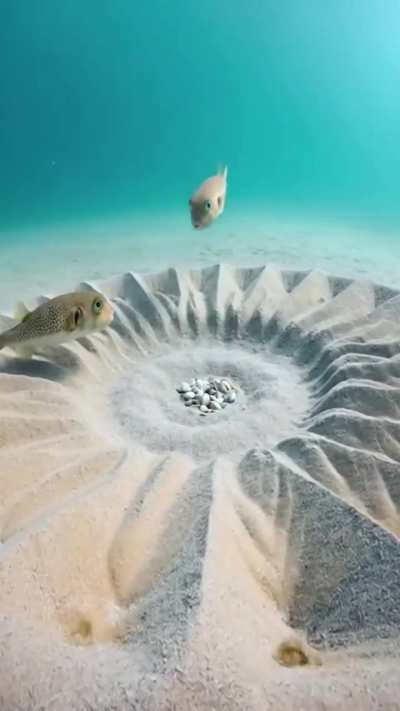 Male puffer fish is an architect