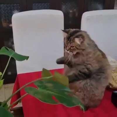 Cat.