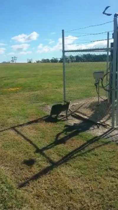 Kangaroos are idiots