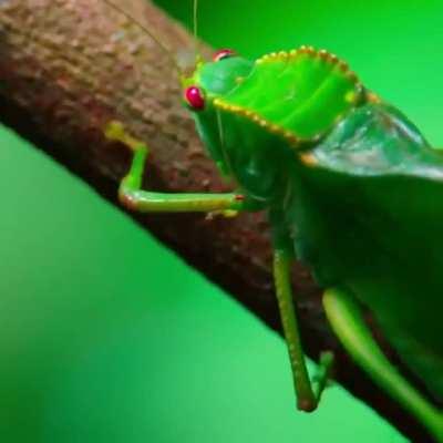 Marmosets commonly give birth to twins. This is a rarity; all other primate species usually give birth to only one infant at a time