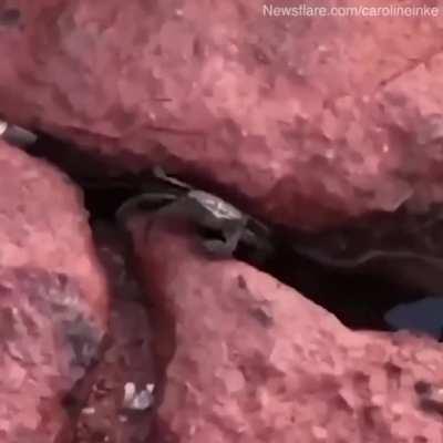 Crab: you're next, NatGeo.