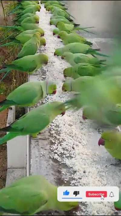 Joseph from India feeds approximately 6000 parrots everyday