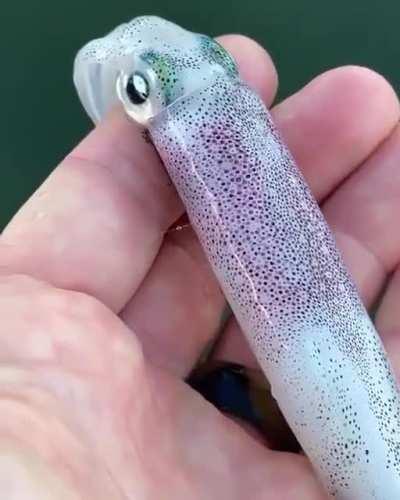 You're Not Hallucinating. That's Squid Skin.