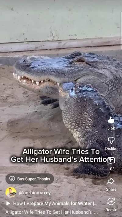 Do alligators (and other crocodilians) form close bonds with each other?