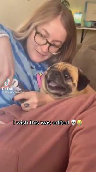 Pug doesn’t like nail trims