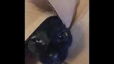 This is Desmond Shepard.