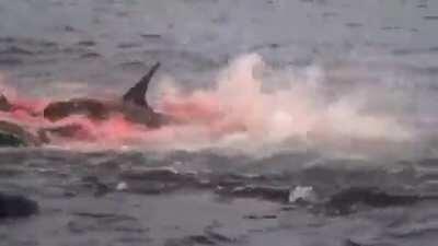 A Galapagos Shark practically beaches himself while killing a Sea Lion.