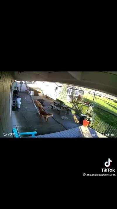 Which one has custody of the brain cell?