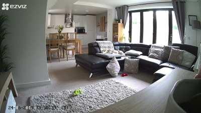 Stupid dog throws a tantrum after dropping its toy in this all ikea home