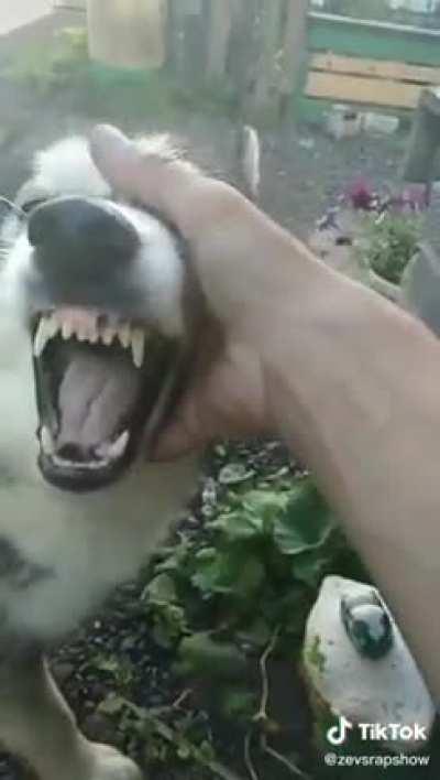 Holup, Doggo Puppet...!