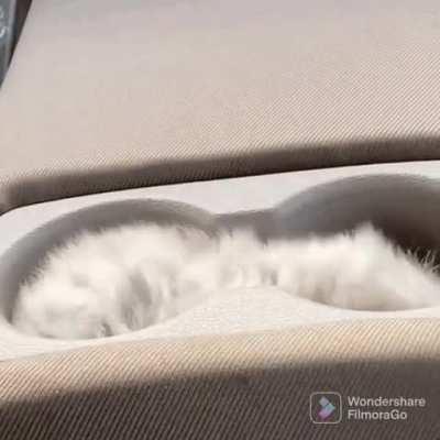 Seeing this kitten finding a safe place to sleep