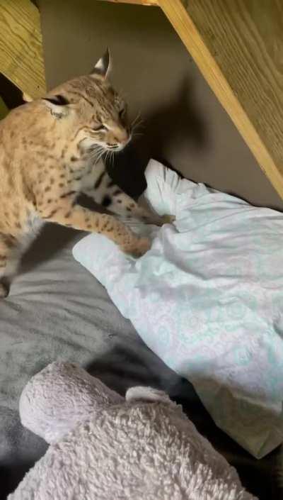 Just like a kitten...