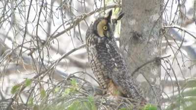 Long-eared Owl dealing with a windy day
